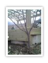 kang ju pergola-deck 20.jpg